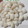 吉康藥業(yè)大魚腦石 選 魚首石 石首骨 石首魚個(gè)大