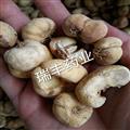 贝母 统 七天无理由退货