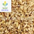 【選貨凈貨柏子仁】@【同歡藥材】中藥材批發(fā)供應(yīng)  規(guī)格齊全 量大從優(yōu)  產(chǎn)地 山東省