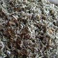 翻白草 翻白草統(tǒng)段 僅有庫存 新貨上市 顏色新鮮  產(chǎn)地 河南省