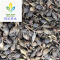 【水煮青連翹】@【同歡藥材】中藥材批發(fā)供應  規(guī)格齊全 量大從優(yōu) 產(chǎn)地 山西省