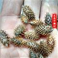 苍耳子 苍耳子后期黄褐色统货 产地 河南省南阳市