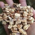 北沙参 统货   选货  片  个  产地 河北省
