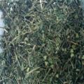 透骨草 透骨草 統(tǒng) 凈貨 質(zhì)量好 產(chǎn)地 黑龍江省