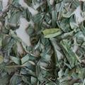 淡竹葉 淡竹葉綠色統(tǒng)貨 產(chǎn)地 四川省