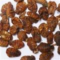 吉康藥業(yè)蠶蛹 晚蠶砂 蠶蛻 蠶牛
