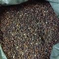 鸦胆子 鸦胆子选货 国药堂 专注品质 产地 湖南省