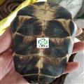 龟甲 旱龟板 统 新货 肉厚 实货拍摄 小峰药业 重在品质 产地 湖北省