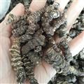吉康藥業(yè)重樓四川家種重樓 膠質(zhì)小重樓產(chǎn)地四川