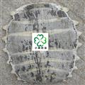 鱉甲 新貨  殼肉厚 好統(tǒng)貨 產(chǎn)地 山東省