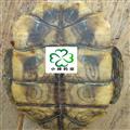 龟甲 水龟板 统 新货 肉厚 实货拍摄 小峰药业 重在品质 产地 广东省