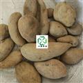 五倍子 新貨 選大個 無蟲蛀 產(chǎn)地 四川省