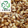 柏子仁 好统货 新货 颜色好 无虫蛀 产地 山东省
