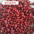 五味子 五味子選貨 顏色好 產(chǎn)地遼寧省 地道藥材 紫軒堂藥業(yè)