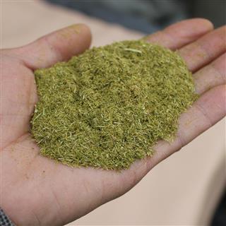 批发家禽用松针粉,牲畜用松针粉,饲料添加用松针粉,提高瘦肉率,产蛋率