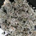 綿茵陳 山東平邑 通貨 大貨優(yōu)惠