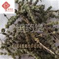 荊芥穗 荊芥穗統(tǒng)貨 新貨 顏色好 國藥堂 專注品質(zhì) 產(chǎn)地 河北省