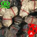 世元藥業(yè) 廣陳皮 多年老陳皮 捆扎 大紅柑皮 橘皮 桔子皮