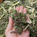 广西壮乡中草药 野生 益母草 优质 产地 广西柳州