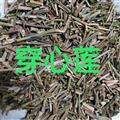 穿心莲 穿心莲前期统段 产地 广西壮族自治区