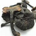 圣草康园紫灵芝  紫灵芝
