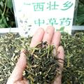 廣西壯鄉(xiāng)中草藥 野生 龍葵 產(chǎn)地 廣西柳州