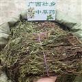 廣西壯鄉(xiāng)中草藥 野生 正宗 選貨 瓜子金 小葉金不換 小遠(yuǎn)志 產(chǎn)地 廣西