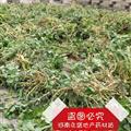   貓眼睛草 澤漆  產(chǎn)地 河南省南陽(yáng)市