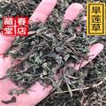 旱莲草 墨旱莲 统 产地 四川省