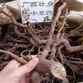 廣西壯鄉(xiāng)中草藥 野生 正品 全根 白走馬胎 白走馬風(fēng) 產(chǎn)地 廣西柳州