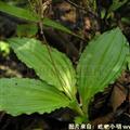 见血清 见血清水洗统货 产地 湖北省宜昌市
