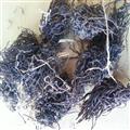 圣草康園福壽草 獻歲菊 冰涼花長春菊,歲菊,冰里花,頂冰花,冰涼花,雪蓮花,冰郎花
