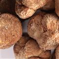 诺源药材行中药材优质食材香菇  猴头菇
