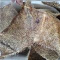 諾源藥材行中藥材正品刺猬皮   刺猬針 刺猬骨