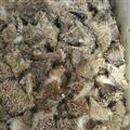 諾源藥材行中藥材正品刺猬皮  刺猬骨 刺猬針 規(guī)格齊全