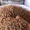 元胡 元胡顆粒 0.4篩以下 產(chǎn)地 陜西省