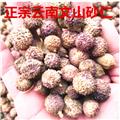 砂仁 陽春殼砂仁炕干選貨 產(chǎn)地 云南省