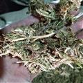 伸筋草 伸筋草绿色统段 产地 江西省