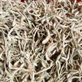 金銀花 金銀花白花統(tǒng)貨 褪色 產(chǎn)地 河北省 抓方用