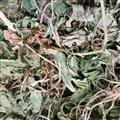 瓜子金 辰砂草 金鎖匙 瓜子草 掛米草 高腳瓜子草 產(chǎn)后草 瓜子金統(tǒng)貨 產(chǎn)地 云南省