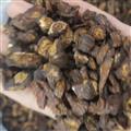 小麗百草行蒲公英 蒲公英茶蒲公英根茶