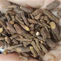 小丽百草行蒲公英茶 蒲公英根