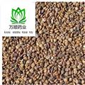 沙苑子 沙苑子新货净货 质量好价格低 规格齐全   产地 陕西省