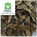 精品選裝枇杷葉 新貨顏色好 質(zhì)量好 價(jià)格低 規(guī)格齊全 產(chǎn)地 浙江省