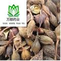 精品水煮連翹凈貨選貨  質(zhì)量好  價格低 規(guī)格齊全 產(chǎn)地直銷 產(chǎn)地 山西省