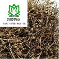 正品白花蛇舌草凈貨選貨 質(zhì)量好 價(jià)格低 產(chǎn)地直銷 產(chǎn)地 江西省