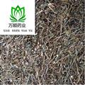 半枝莲选段 质量好 价格低  产地 河南省
