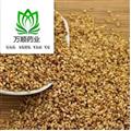 精品柏子仁好统货  质量好 价格低 产地直销  产地 山东省