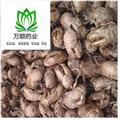 精品干凈無雜質(zhì)蟬蛻凈貨 質(zhì)量好 價格低  產(chǎn)地直銷 產(chǎn)地 山東省