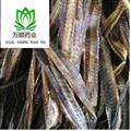 精品压扁广地龙 半开压扁 质量好 价格低  产地直销 产地 广西壮族自治区